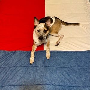 twin vintage Tommy Hilfiger denim logo comforter throw blanket bedding